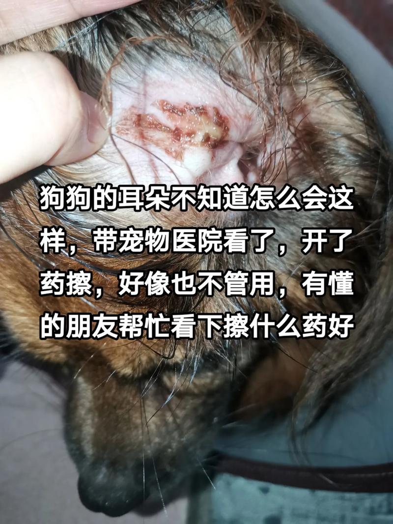 狗狗耳朵流水怎么回事,狗狗耳朵有液体流出什么原因?-第3张图片-后鲨宠物 狗狗耳朵流水怎么回事,狗狗耳朵有液体流出什么原因?-第3张图片-后鲨宠物