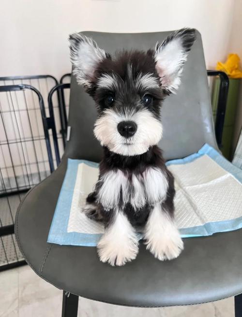 哪个品种的狗狗不掉毛_哪个品种的狗狗不掉毛好养活-第2张图片-后鲨宠物 哪个品种的狗狗不掉毛_哪个品种的狗狗不掉毛好养活-第2张图片-后鲨宠物