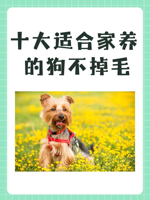 哪个品种的狗狗不掉毛_哪个品种的狗狗不掉毛好养活-第5张图片-后鲨宠物 哪个品种的狗狗不掉毛_哪个品种的狗狗不掉毛好养活-第5张图片-后鲨宠物