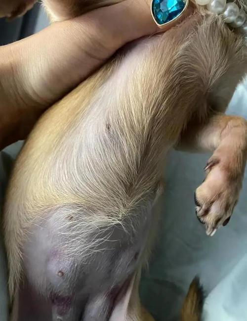 狗狗断奶后涨奶怎么办,狗断奶涨奶要几天会好-第1张图片-后鲨宠物 狗狗断奶后涨奶怎么办,狗断奶涨奶要几天会好-第1张图片-后鲨宠物