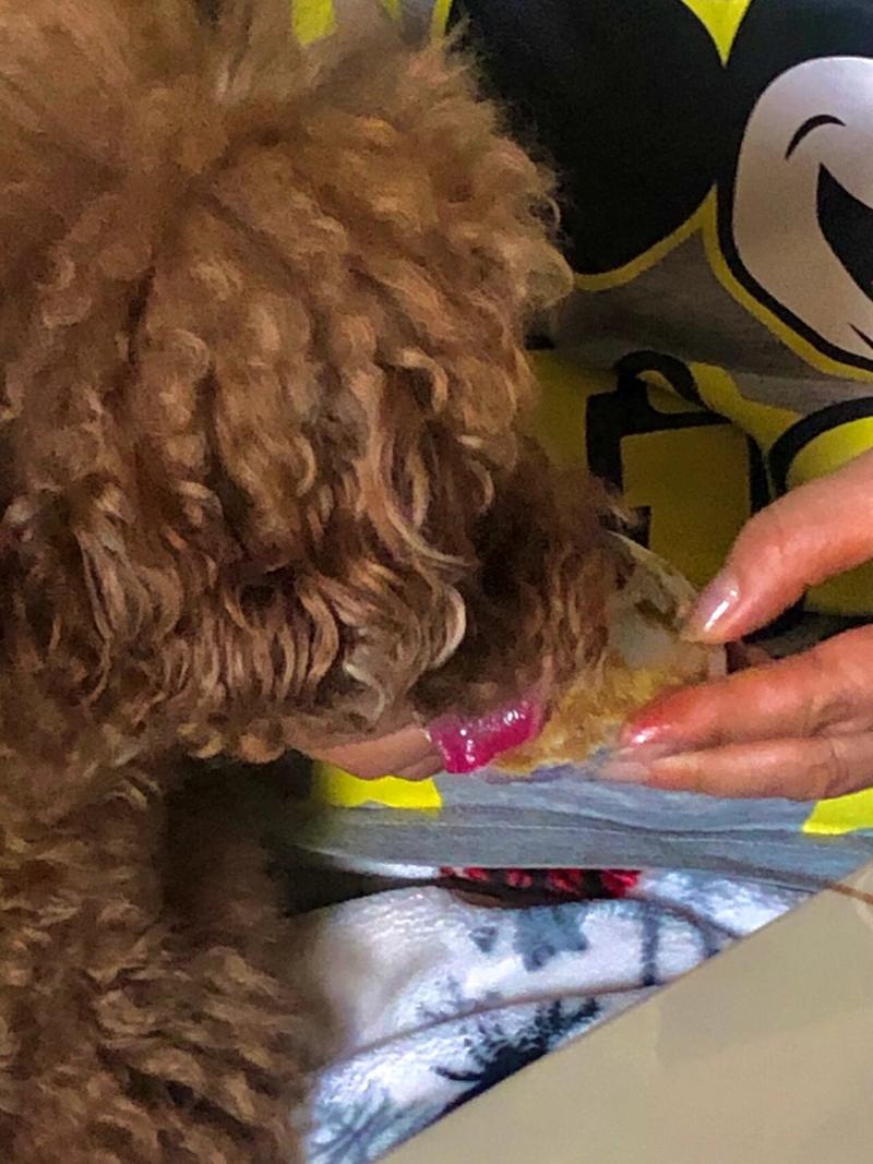 狗狗能吃芝麻酱吗_狗狗能吃芝麻酱吗有营养吗-第3张图片-后鲨宠物 狗狗能吃芝麻酱吗_狗狗能吃芝麻酱吗有营养吗-第3张图片-后鲨宠物