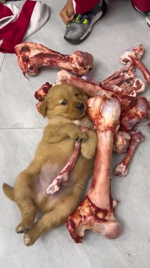 羊肉狗狗能吃吗_羊肉狗狗能吃吗有营养吗-第4张图片-后鲨宠物 羊肉狗狗能吃吗_羊肉狗狗能吃吗有营养吗-第4张图片-后鲨宠物