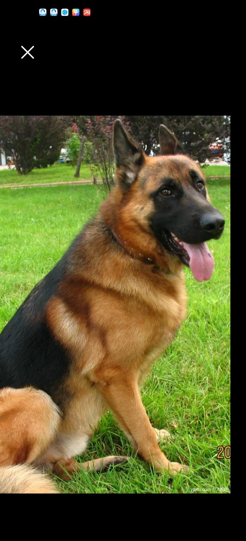 狗狗能吃鱿鱼干吗,狗狗可以吃鱿鱼干嘛-第1张图片-后鲨宠物 狗狗能吃鱿鱼干吗,狗狗可以吃鱿鱼干嘛-第1张图片-后鲨宠物