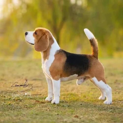  狗狗几个月停止生长，狗狗几个月停止长高-第4张图片-后鲨宠物