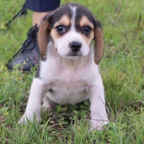  狗狗几个月停止生长，狗狗几个月停止长高-第5张图片-后鲨宠物