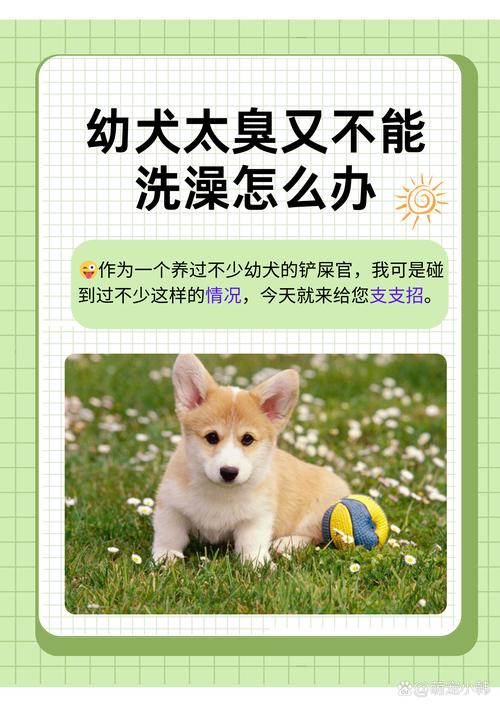 狗狗不喜欢洗澡怎么办,狗子不喜欢洗澡?-第1张图片-后鲨宠物 狗狗不喜欢洗澡怎么办,狗子不喜欢洗澡?-第1张图片-后鲨宠物