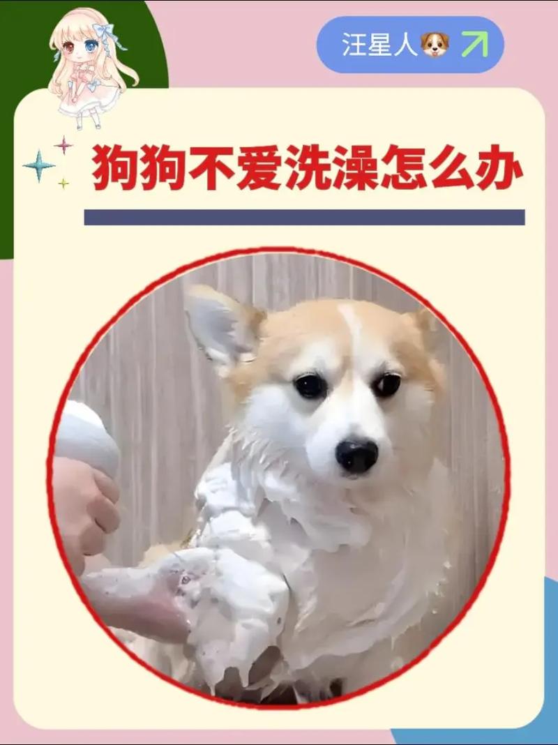 狗狗不喜欢洗澡怎么办,狗子不喜欢洗澡?-第3张图片-后鲨宠物 狗狗不喜欢洗澡怎么办,狗子不喜欢洗澡?-第3张图片-后鲨宠物