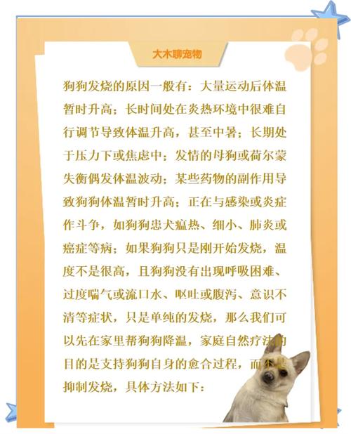 狗狗发烧有什么症状,狗狗感冒的症状和治疗方法-第3张图片-后鲨宠物 狗狗发烧有什么症状,狗狗感冒的症状和治疗方法-第3张图片-后鲨宠物