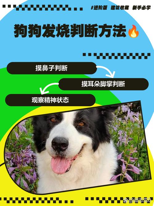 狗狗发烧有什么症状,狗狗感冒的症状和治疗方法-第5张图片-后鲨宠物 狗狗发烧有什么症状,狗狗感冒的症状和治疗方法-第5张图片-后鲨宠物