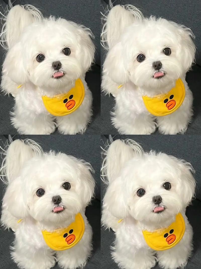 狗狗可以吃棉花糖吗_狗子可以吃棉花糖吗-第2张图片-后鲨宠物 狗狗可以吃棉花糖吗_狗子可以吃棉花糖吗-第2张图片-后鲨宠物