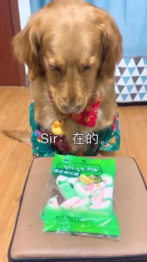 狗狗可以吃棉花糖吗_狗子可以吃棉花糖吗-第3张图片-后鲨宠物 狗狗可以吃棉花糖吗_狗子可以吃棉花糖吗-第3张图片-后鲨宠物