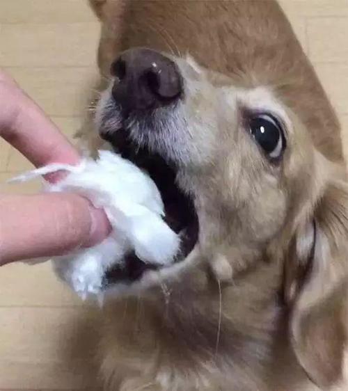 狗狗可以吃棉花糖吗_狗子可以吃棉花糖吗-第5张图片-后鲨宠物 狗狗可以吃棉花糖吗_狗子可以吃棉花糖吗-第5张图片-后鲨宠物