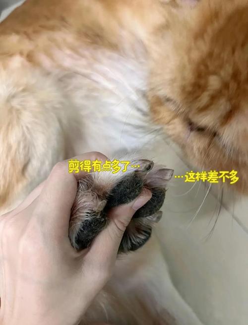  狗狗剪指甲多少钱，狗狗剪指甲要剪多少-第2张图片-后鲨宠物