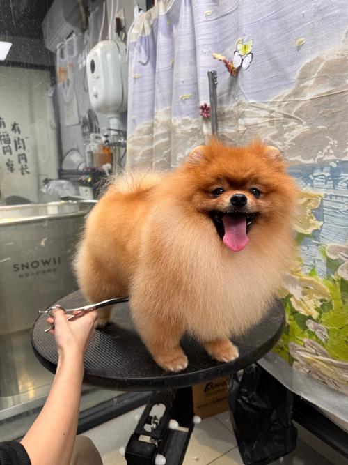  狗狗剪指甲多少钱，狗狗剪指甲要剪多少-第5张图片-后鲨宠物