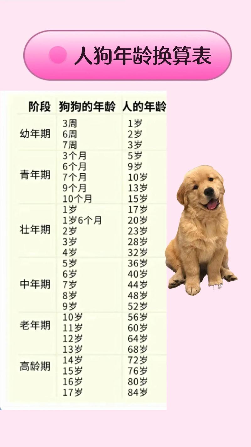 狗狗多大算成年犬,狗狗多大来月经-第5张图片-后鲨宠物 狗狗多大算成年犬,狗狗多大来月经-第5张图片-后鲨宠物