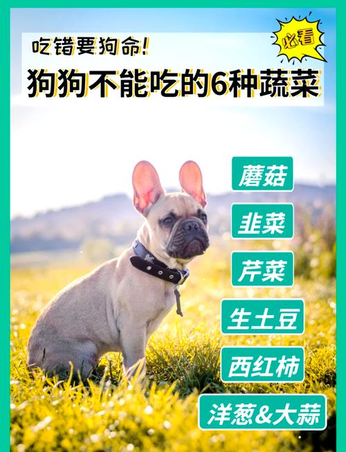 狗狗可以吃哪些蔬菜_狗狗可以吃哪些蔬菜简笔画-第4张图片-后鲨宠物 狗狗可以吃哪些蔬菜_狗狗可以吃哪些蔬菜简笔画-第4张图片-后鲨宠物