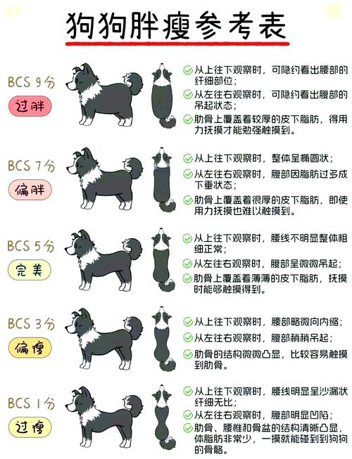 怎么给狗狗增肥_怎么给狗增肥补充营养-第2张图片-后鲨宠物 怎么给狗狗增肥_怎么给狗增肥补充营养-第2张图片-后鲨宠物