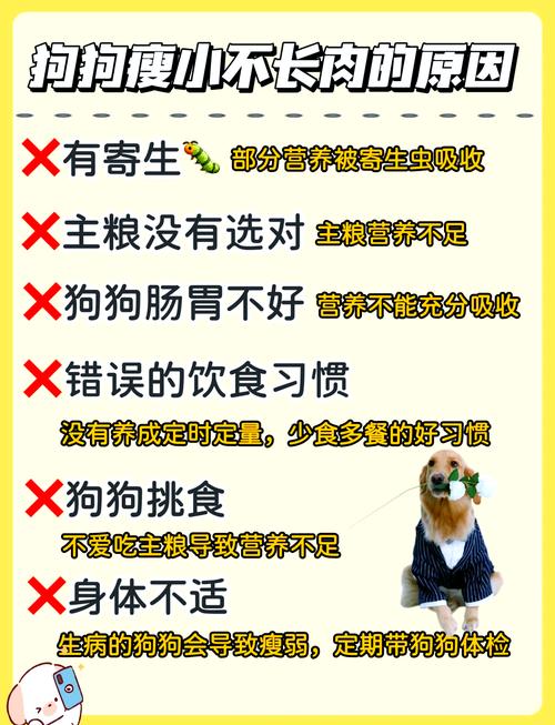 怎么给狗狗增肥_怎么给狗增肥补充营养-第3张图片-后鲨宠物 怎么给狗狗增肥_怎么给狗增肥补充营养-第3张图片-后鲨宠物