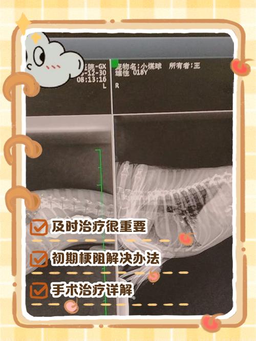 狗狗肠梗阻怎么自愈,狗狗肠梗阻治疗方法-第4张图片-后鲨宠物 狗狗肠梗阻怎么自愈,狗狗肠梗阻治疗方法-第4张图片-后鲨宠物