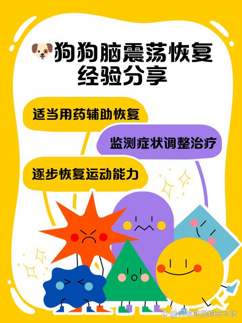 狗狗脑震荡怎么治疗_狗狗脑震荡治疗费用-第1张图片-后鲨宠物