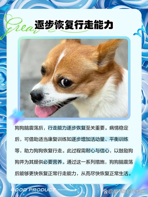 狗狗脑震荡怎么治疗_狗狗脑震荡治疗费用-第2张图片-后鲨宠物