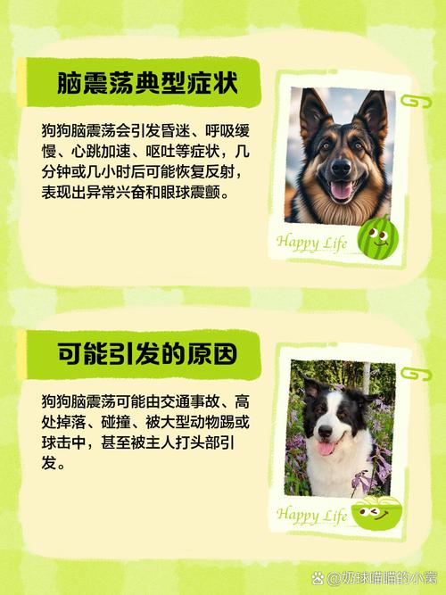 狗狗脑震荡怎么治疗_狗狗脑震荡治疗费用-第5张图片-后鲨宠物