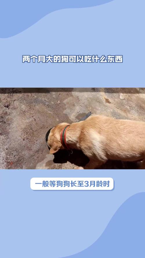 2个月的狗狗吃什么,2个月的狗狗吃什么比较好?-第3张图片-后鲨宠物 2个月的狗狗吃什么,2个月的狗狗吃什么比较好?-第3张图片-后鲨宠物