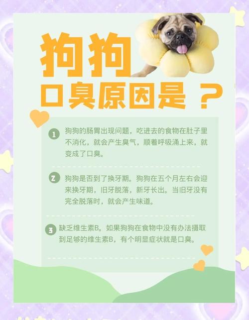 狗狗口臭怎么解决,狗狗口臭怎么办该怎样消除?-第3张图片-后鲨宠物 狗狗口臭怎么解决,狗狗口臭怎么办该怎样消除?-第3张图片-后鲨宠物