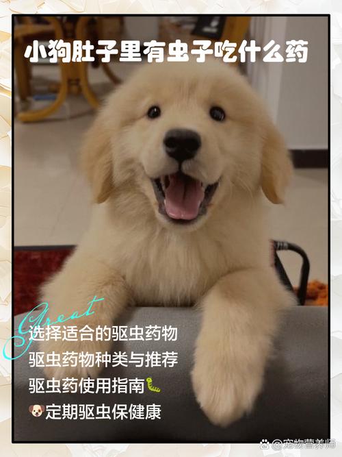 狗狗肚子有虫吃什么药,狗狗肚子有虫吃什么药好-第3张图片-后鲨宠物 狗狗肚子有虫吃什么药,狗狗肚子有虫吃什么药好-第3张图片-后鲨宠物