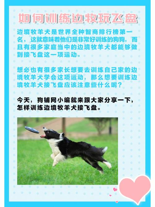 怎么训练狗狗玩飞盘,教狗狗玩飞盘-第5张图片-后鲨宠物 怎么训练狗狗玩飞盘,教狗狗玩飞盘-第5张图片-后鲨宠物