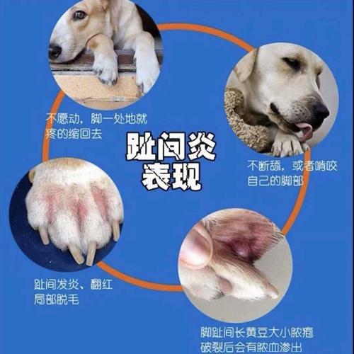 狗狗脚趾缝红肿用啥药,狗脚趾缝红肿流血水怎么办?-第6张图片-后鲨宠物 狗狗脚趾缝红肿用啥药,狗脚趾缝红肿流血水怎么办?-第6张图片-后鲨宠物
