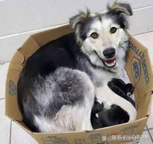 狗狗换主人后的表现,狗狗换主人后的心理?-第1张图片-后鲨宠物 狗狗换主人后的表现,狗狗换主人后的心理?-第1张图片-后鲨宠物