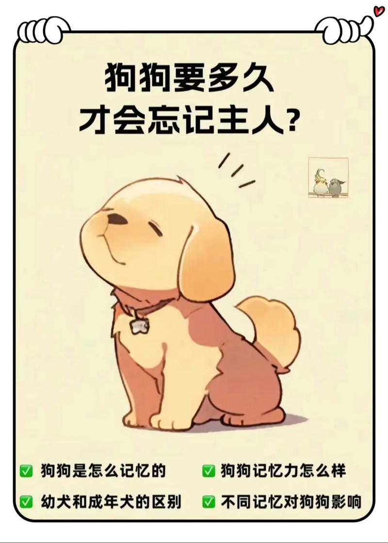 狗狗换主人后的表现,狗狗换主人后的心理?-第4张图片-后鲨宠物 狗狗换主人后的表现,狗狗换主人后的心理?-第4张图片-后鲨宠物