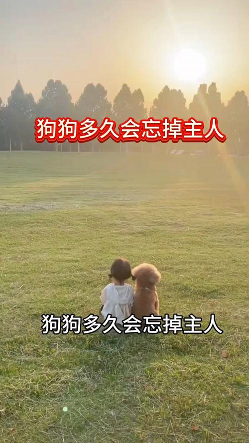 狗狗换主人后的表现,狗狗换主人后的心理?-第6张图片-后鲨宠物 狗狗换主人后的表现,狗狗换主人后的心理?-第6张图片-后鲨宠物