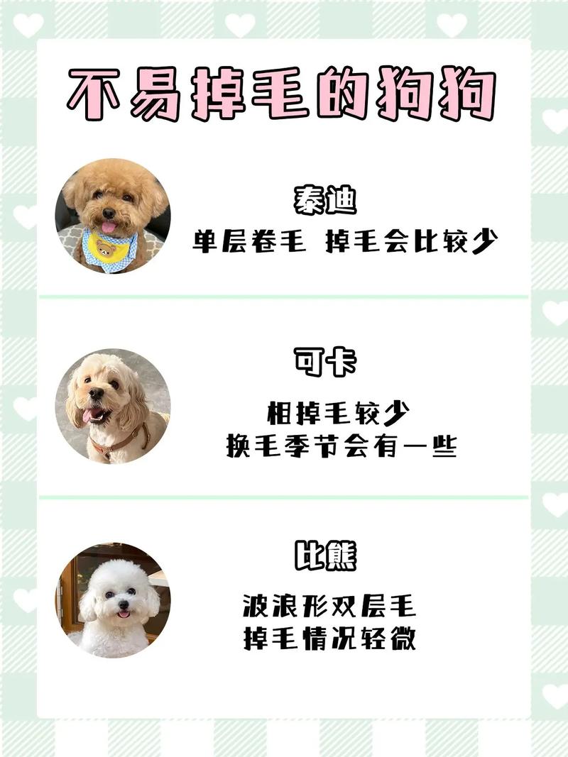 狗狗多大开始掉毛,狗狗多大开始掉毛换毛-第2张图片-后鲨宠物 狗狗多大开始掉毛,狗狗多大开始掉毛换毛-第2张图片-后鲨宠物