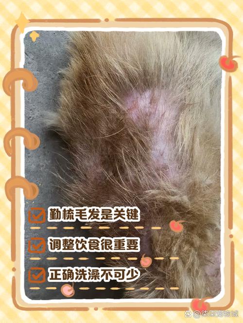 狗狗多大开始掉毛,狗狗多大开始掉毛换毛-第4张图片-后鲨宠物 狗狗多大开始掉毛,狗狗多大开始掉毛换毛-第4张图片-后鲨宠物