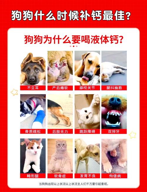 狗狗钙片什么时候吃最佳,狗狗钙片什么时候吃最佳吸收-第1张图片-后鲨宠物 狗狗钙片什么时候吃最佳,狗狗钙片什么时候吃最佳吸收-第1张图片-后鲨宠物