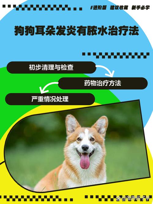  狗狗耳朵进水了怎么办，狗狗耳朵进水了怎么办用什么药