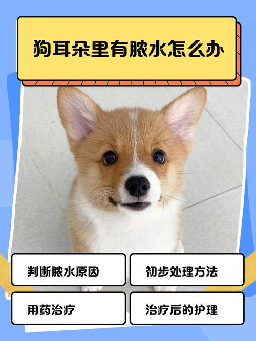 狗狗耳朵进水了怎么办,狗狗耳朵进水了怎么办用什么药-第2张图片-后鲨宠物 狗狗耳朵进水了怎么办,狗狗耳朵进水了怎么办用什么药-第2张图片-后鲨宠物