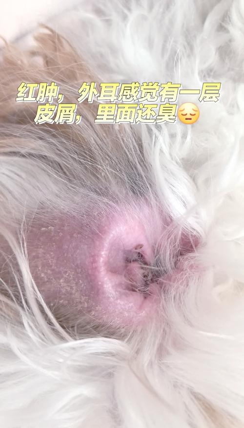 狗狗耳朵进水了怎么办,狗狗耳朵进水了怎么办用什么药-第3张图片-后鲨宠物 狗狗耳朵进水了怎么办,狗狗耳朵进水了怎么办用什么药-第3张图片-后鲨宠物