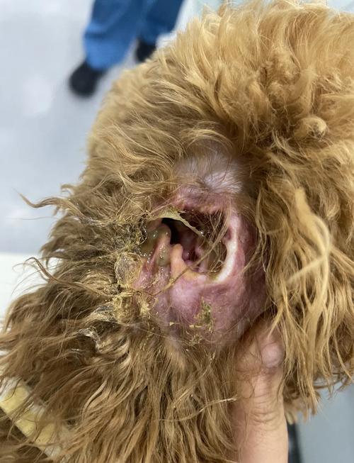 狗狗耳朵进水了怎么办,狗狗耳朵进水了怎么办用什么药-第5张图片-后鲨宠物 狗狗耳朵进水了怎么办,狗狗耳朵进水了怎么办用什么药-第5张图片-后鲨宠物