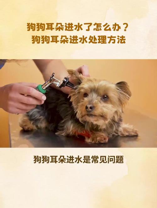 狗狗耳朵进水了怎么办,狗狗耳朵进水了怎么办用什么药-第6张图片-后鲨宠物 狗狗耳朵进水了怎么办,狗狗耳朵进水了怎么办用什么药-第6张图片-后鲨宠物