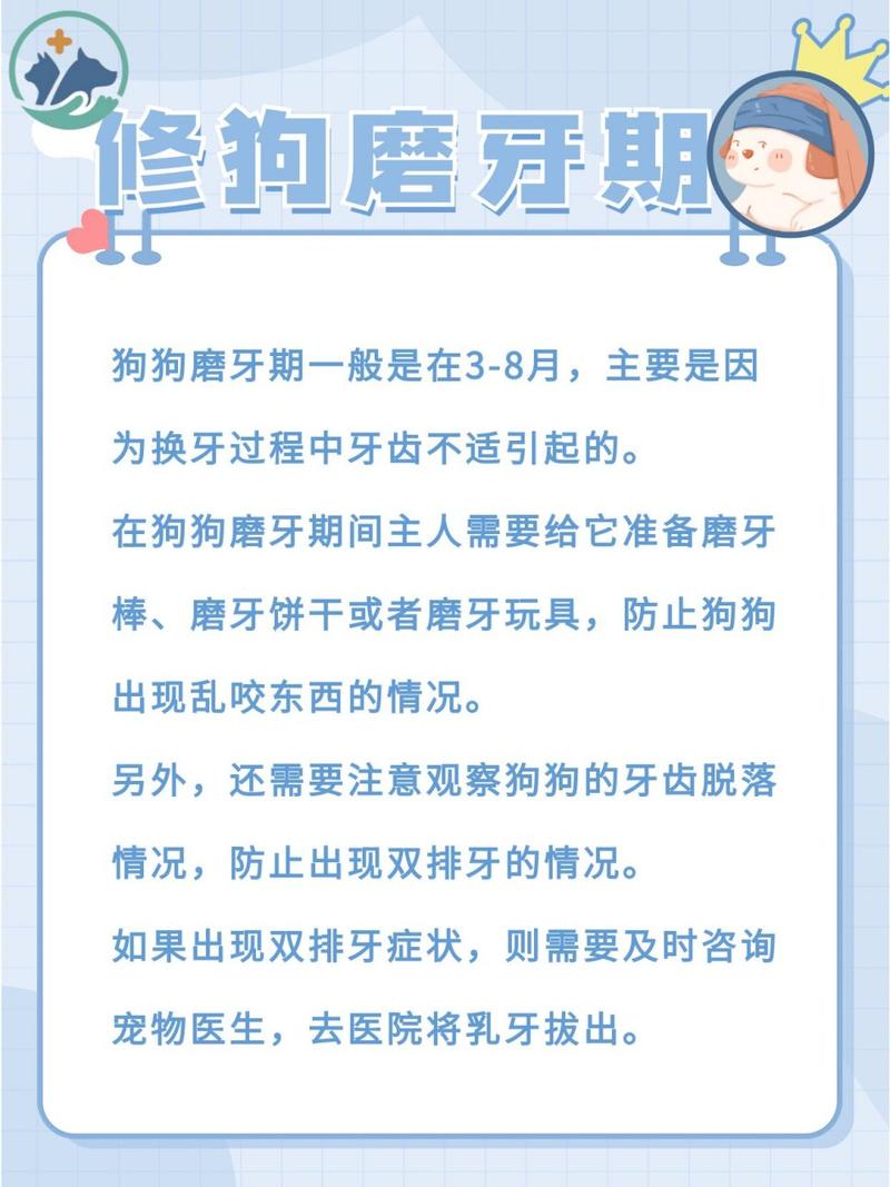  狗狗磨牙期是在几个月，狗狗磨牙期什么时候结束-第4张图片-后鲨宠物
