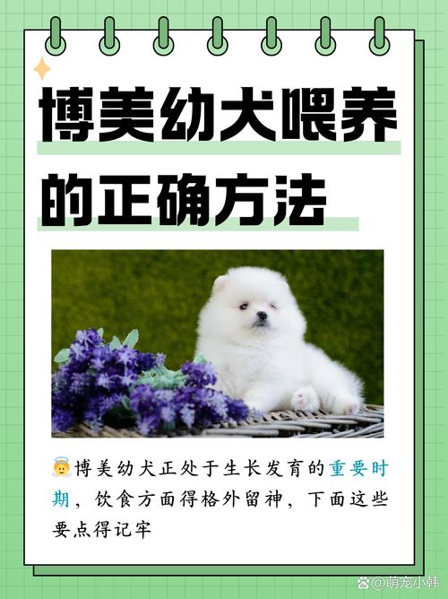 喂养狗狗的正确方法,如何喂养狗狗最科学?-第1张图片-后鲨宠物 喂养狗狗的正确方法,如何喂养狗狗最科学?-第1张图片-后鲨宠物