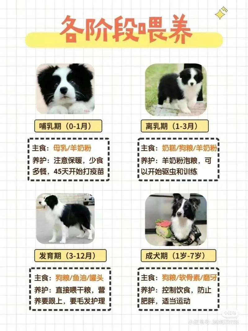 喂养狗狗的正确方法,如何喂养狗狗最科学?-第3张图片-后鲨宠物 喂养狗狗的正确方法,如何喂养狗狗最科学?-第3张图片-后鲨宠物