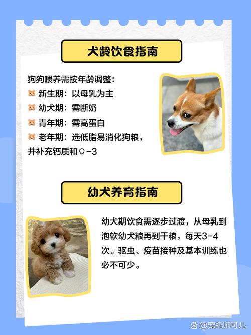 喂养狗狗的正确方法,如何喂养狗狗最科学?-第4张图片-后鲨宠物 喂养狗狗的正确方法,如何喂养狗狗最科学?-第4张图片-后鲨宠物