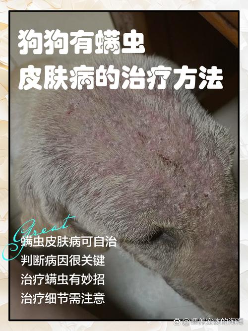 狗狗身上有螨虫怎么办_狗狗身上有螨虫怎么办怀孕了-第3张图片-后鲨宠物 狗狗身上有螨虫怎么办_狗狗身上有螨虫怎么办怀孕了-第3张图片-后鲨宠物