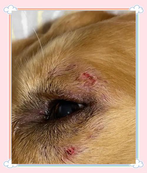 狗狗身上有螨虫怎么办_狗狗身上有螨虫怎么办怀孕了-第5张图片-后鲨宠物 狗狗身上有螨虫怎么办_狗狗身上有螨虫怎么办怀孕了-第5张图片-后鲨宠物