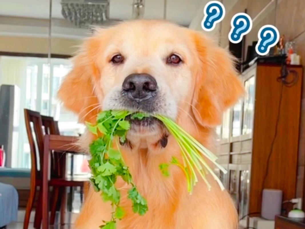 狗狗能吃香菜吗,狗狗能吃香菜吗熟的?-第5张图片-后鲨宠物 狗狗能吃香菜吗,狗狗能吃香菜吗熟的?-第5张图片-后鲨宠物