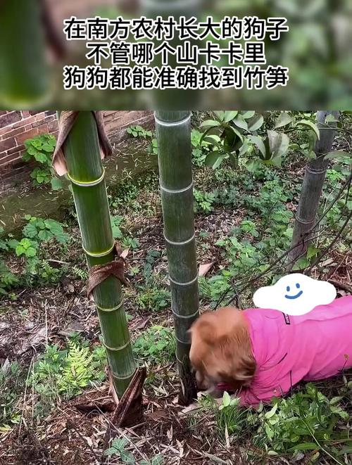 狗狗可以吃竹笋吗_泰迪狗狗可以吃竹笋吗-第2张图片-后鲨宠物 狗狗可以吃竹笋吗_泰迪狗狗可以吃竹笋吗-第2张图片-后鲨宠物